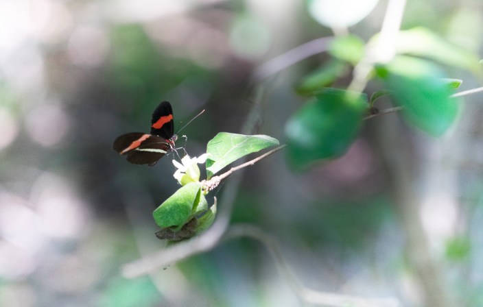 Acceptance Butterfly